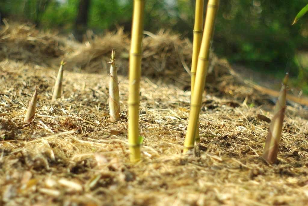 Why Are My Bamboo Shoots Not Growing Acnh at Christina White blog